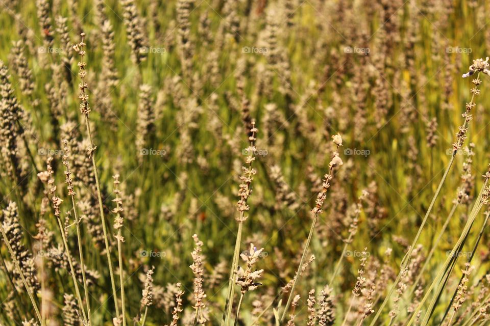 Nature, Flower, Summer, Flora, Field