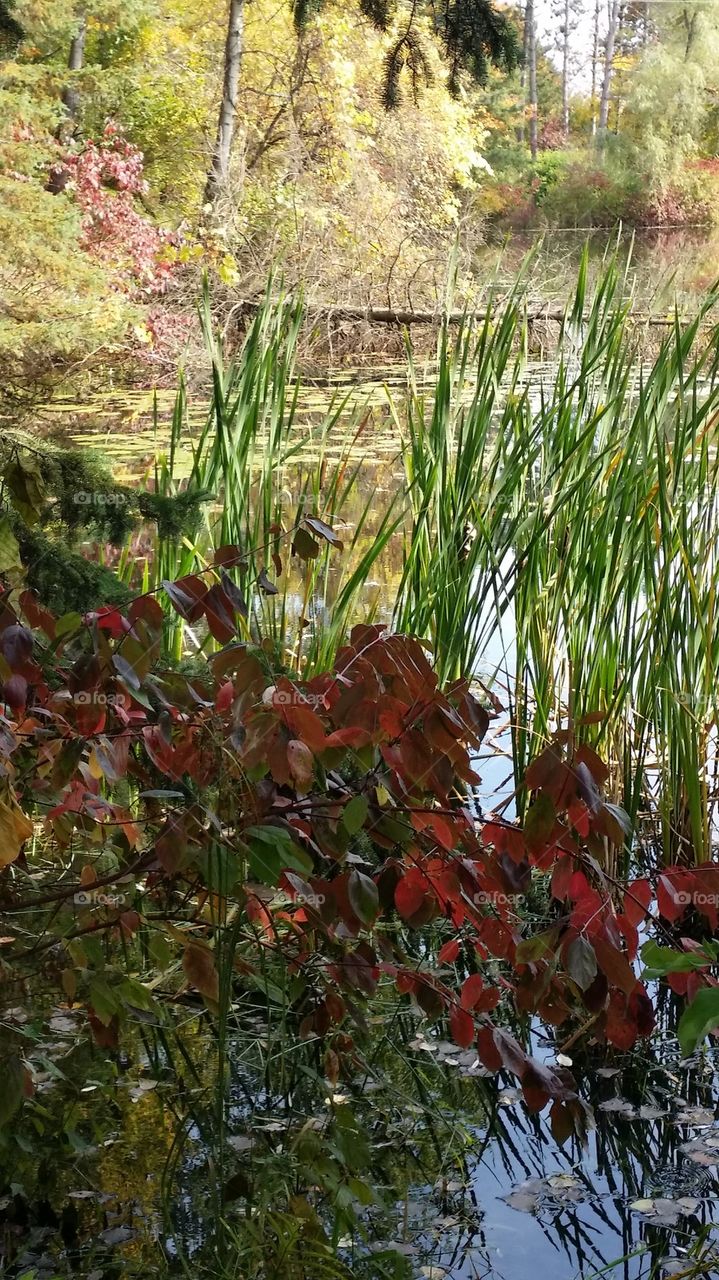autumn pond 1