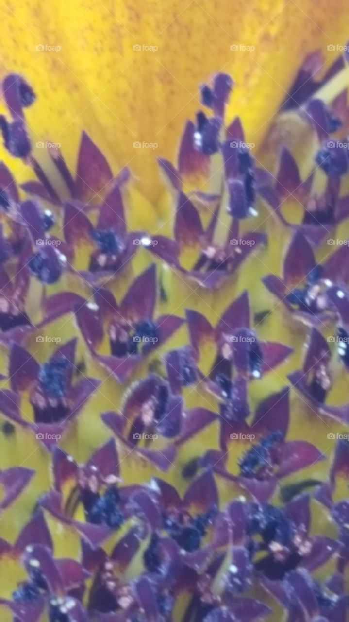 sunflower closeup