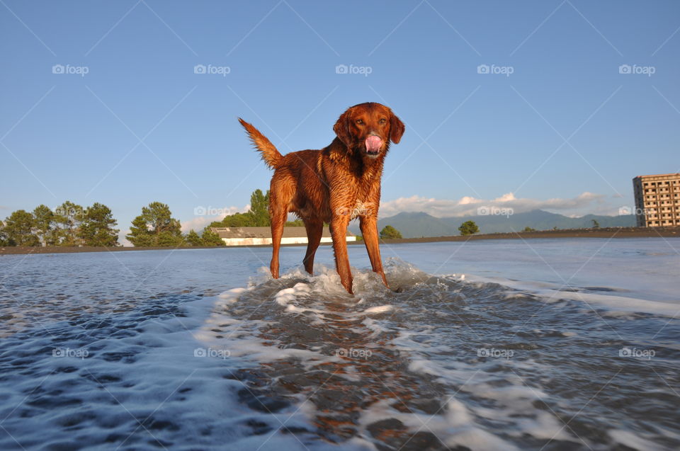 Spring walk with your dog 