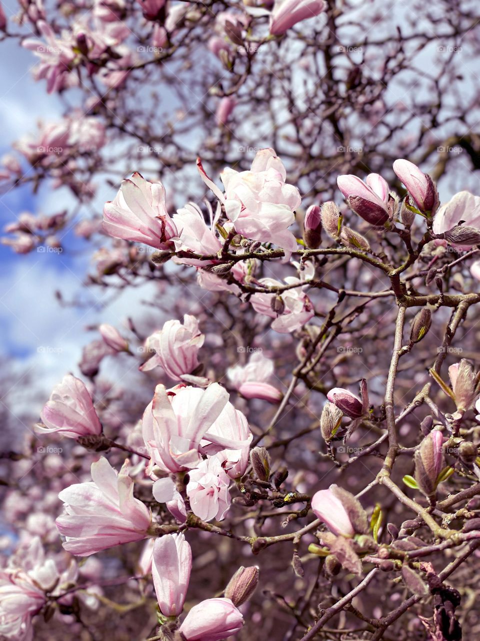 Magnolia tree blossom 