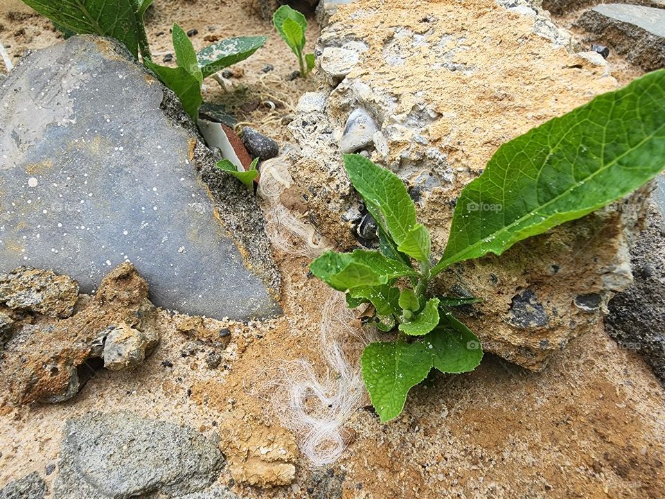 Plants Around us : This is the shoot of a green leaf plant next to my house