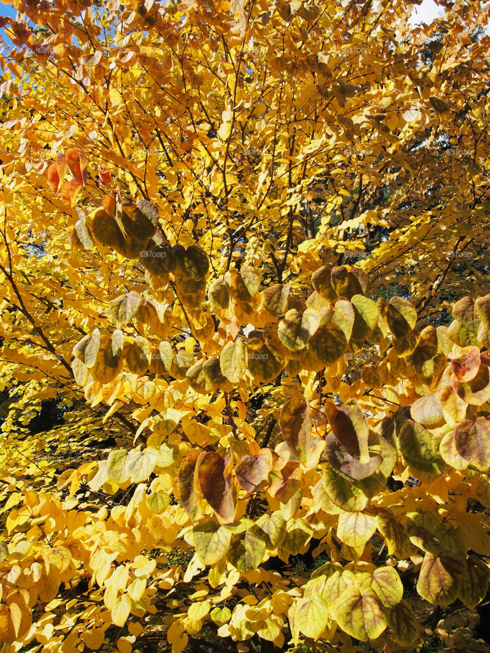 yellow orange leaf golden by ptrendy