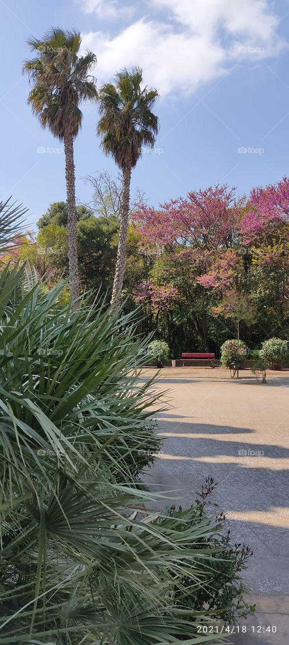 parque.arboles rojos