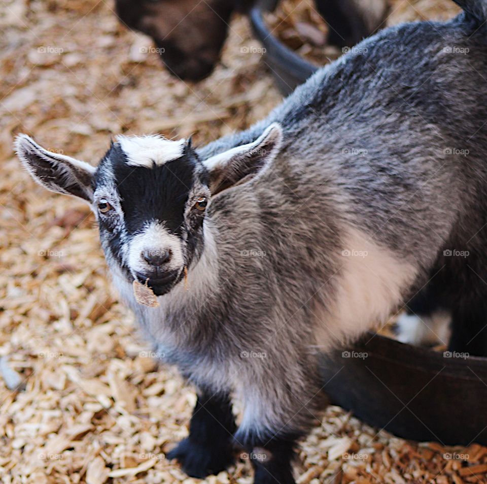 High angle view of goat