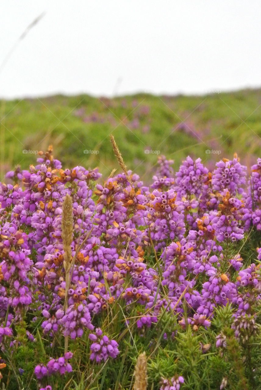 purple flower field