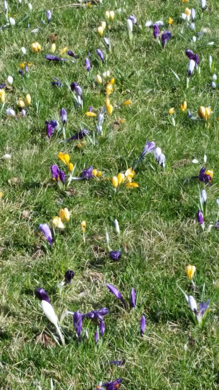 crocuses