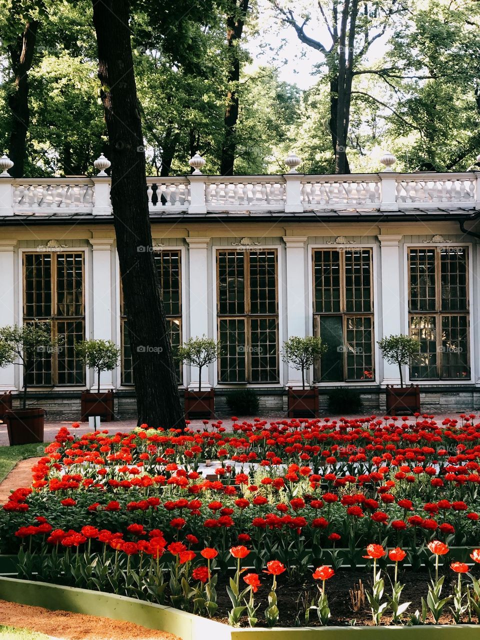 Many beautiful red tulips in summer garden, urban nature 