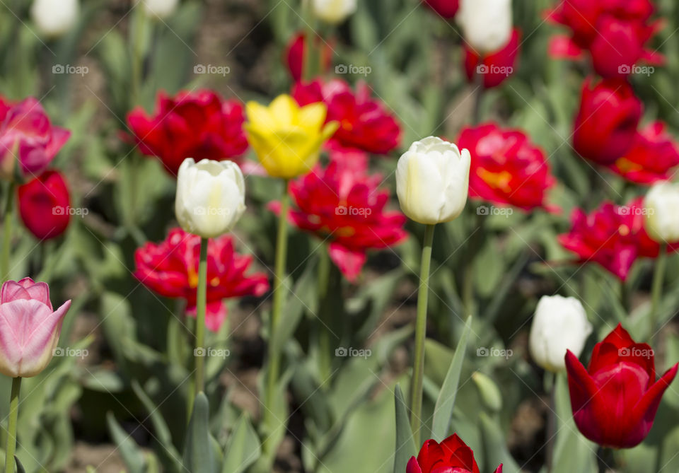white and red tulips . field of spring flowers