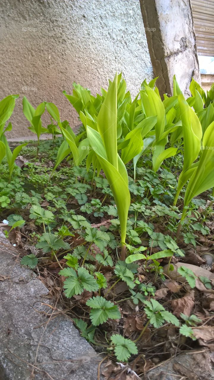 green plants