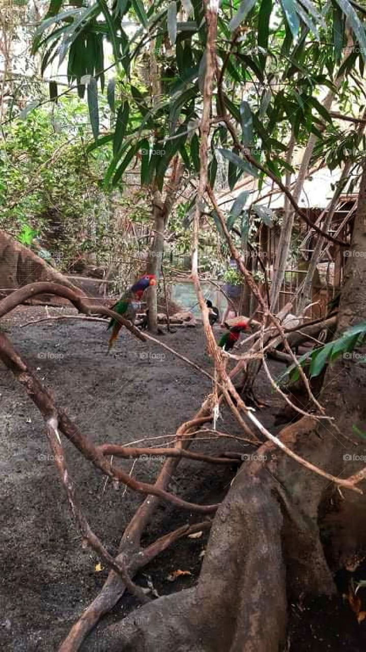 Parrots staying chill on a branch