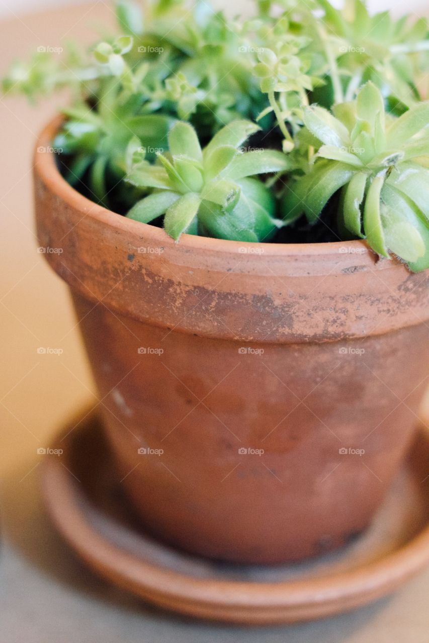 Houseplant in a terra-cotta pot