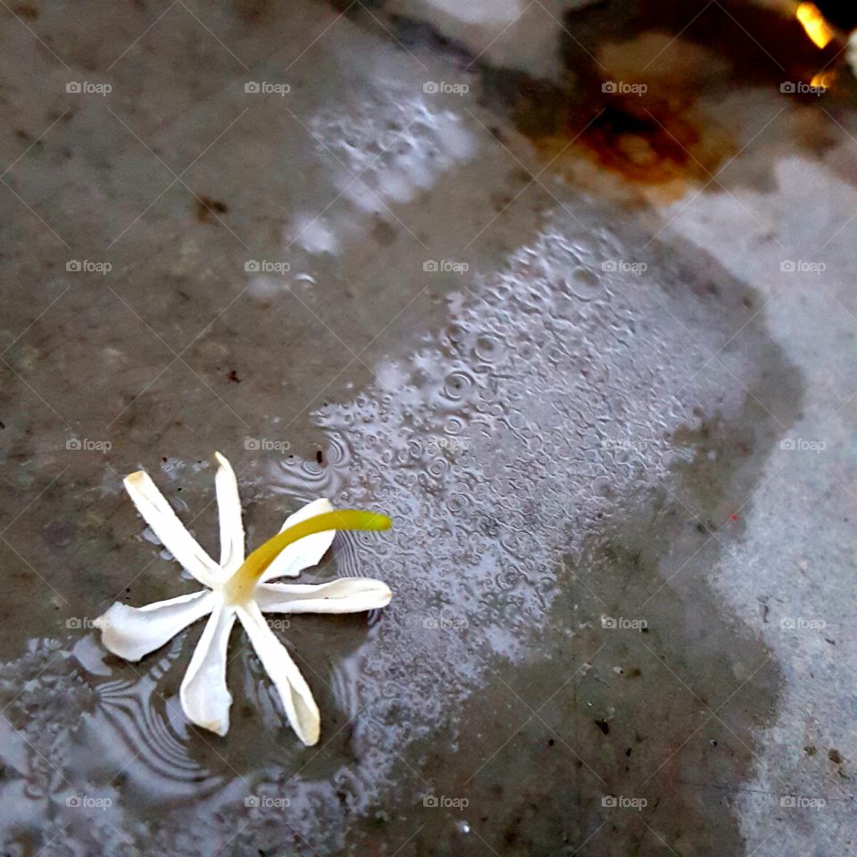 Isolated upside down Jasmine flower on a rainy background