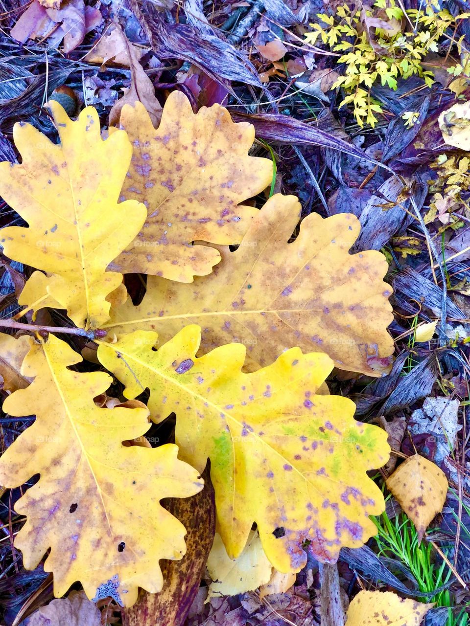 Fallen Oak Leaves