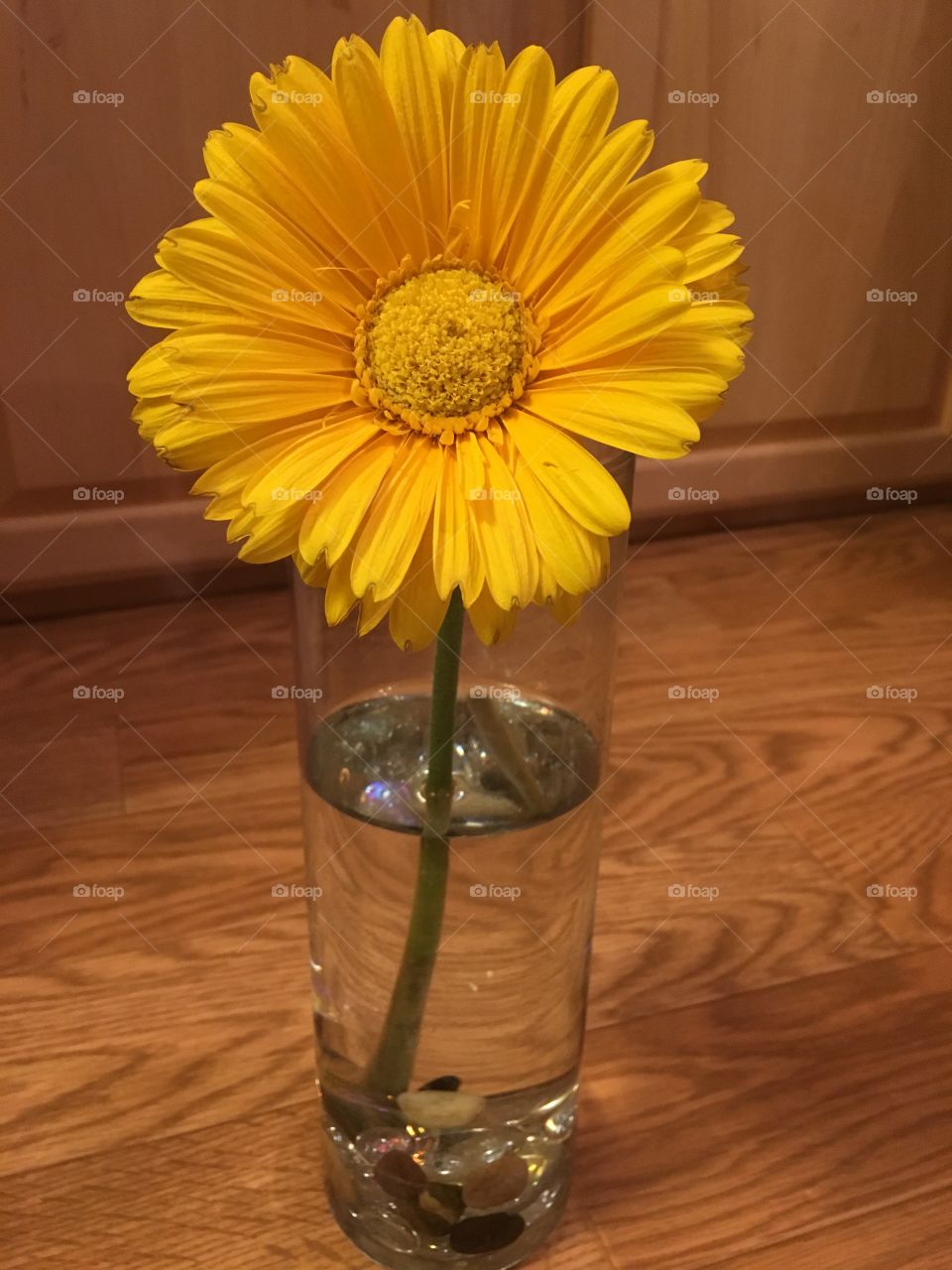 One daisy 