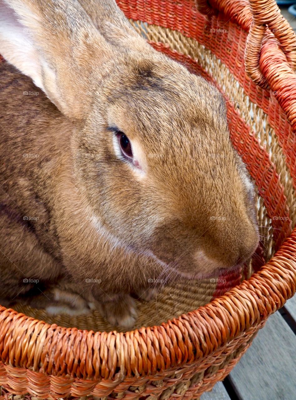 Six Months Old Young Brown Bunny 