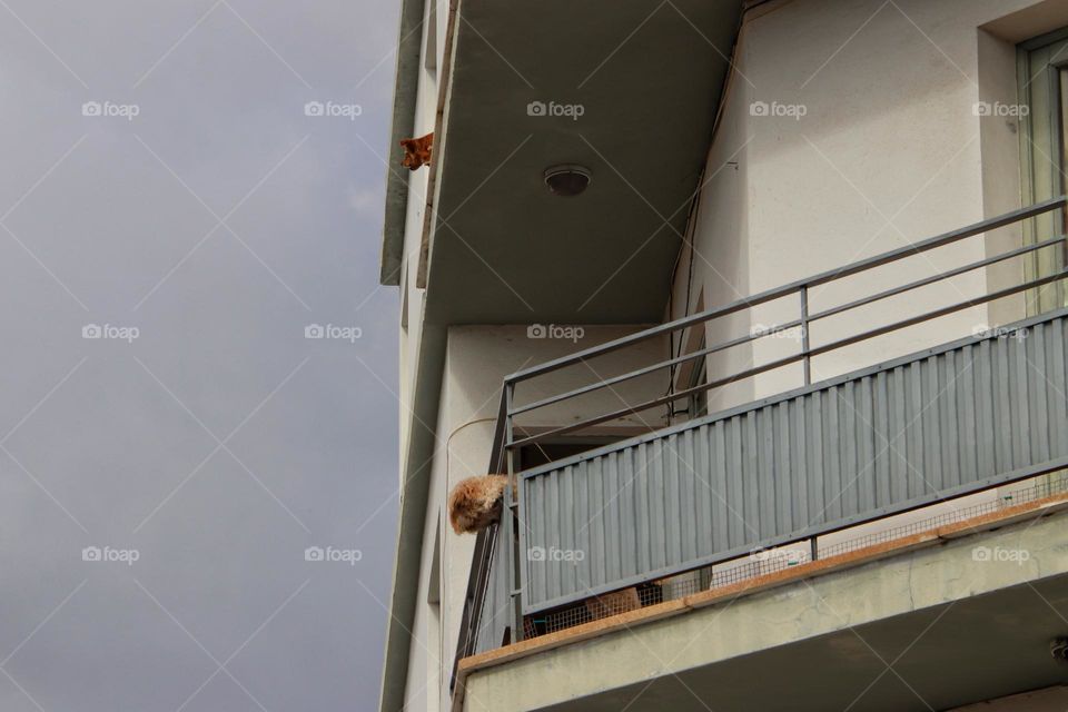 Two dogs standing on a balcony barking down