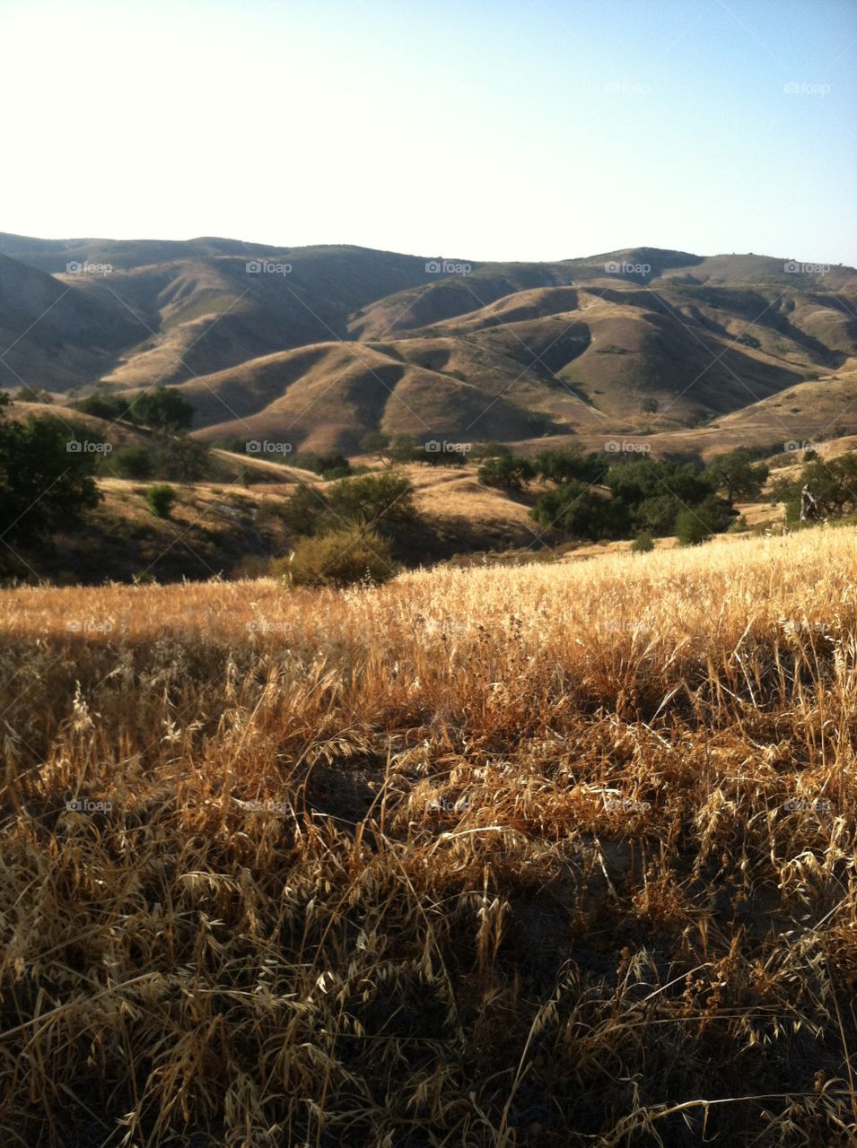 California Landscape 