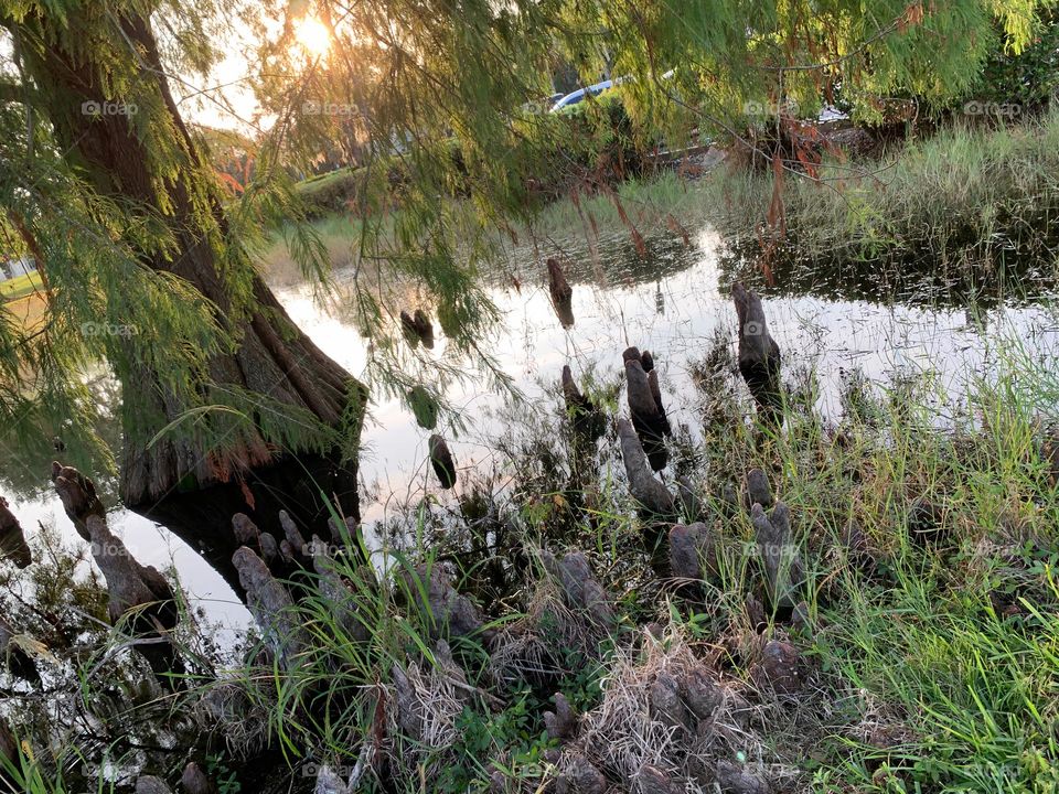 Surreal Effect Of This Body Of Water In The City With Beautiful Tree And Strange Plants Or Roots Coming Out Of The Water During Sunset With Sun Reflection In The Water.