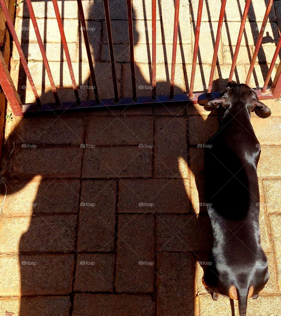 Shadow man with man's best friend checking who's at the gate