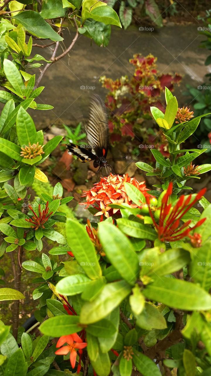 Beautiful butterfly sucking nectar while flying