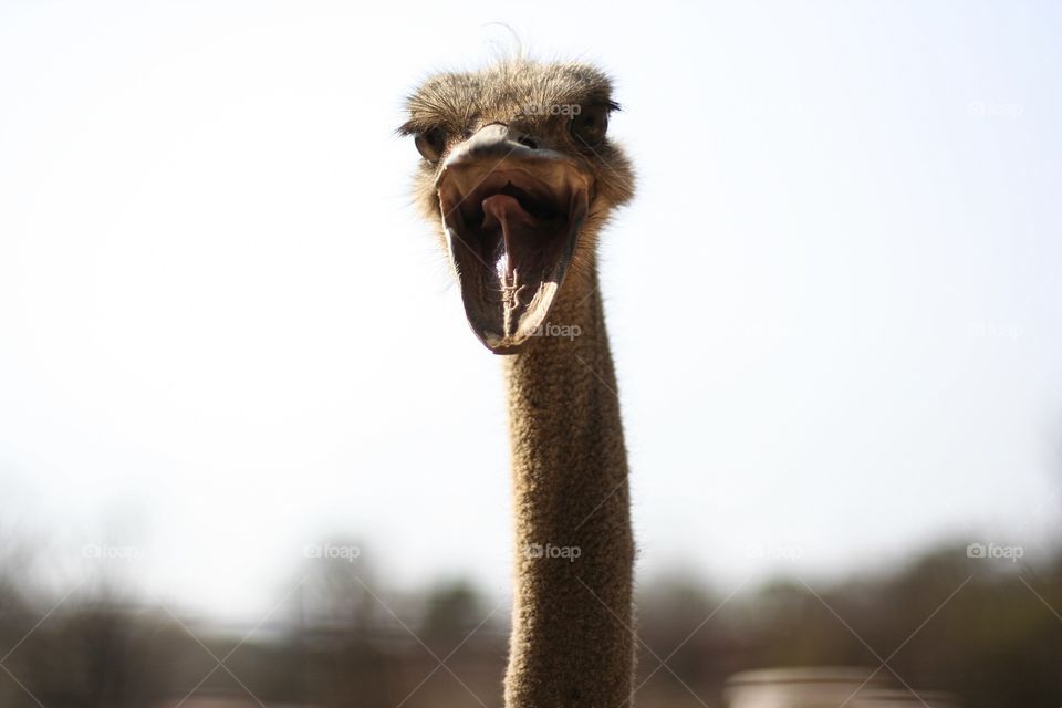 Glorious mother nature. This ostrich was showing off to the camera and thoroughly enjoyed the attention 