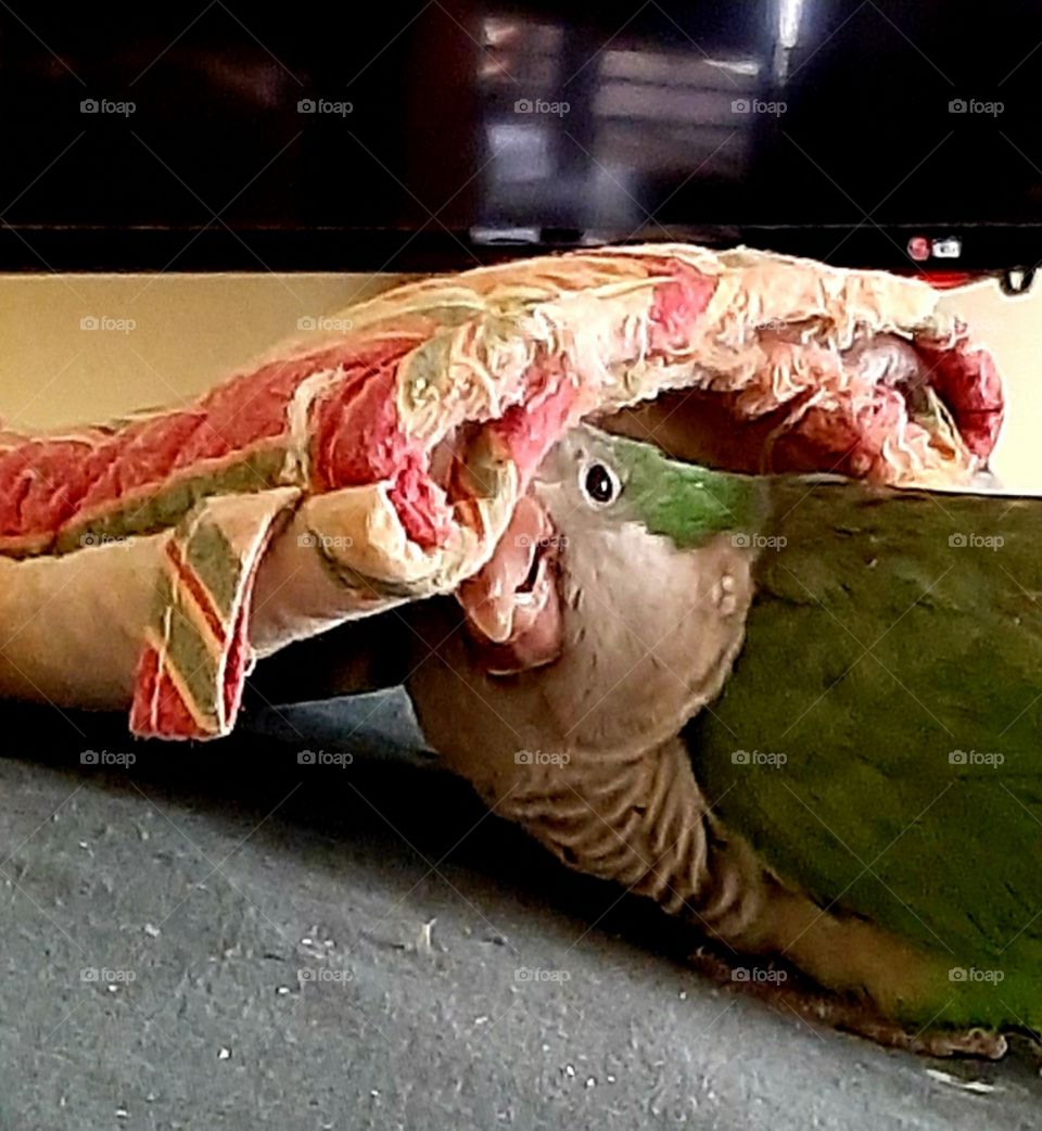 Kasey the Quaker Parrot making his bed out of his favorite oven mitt
