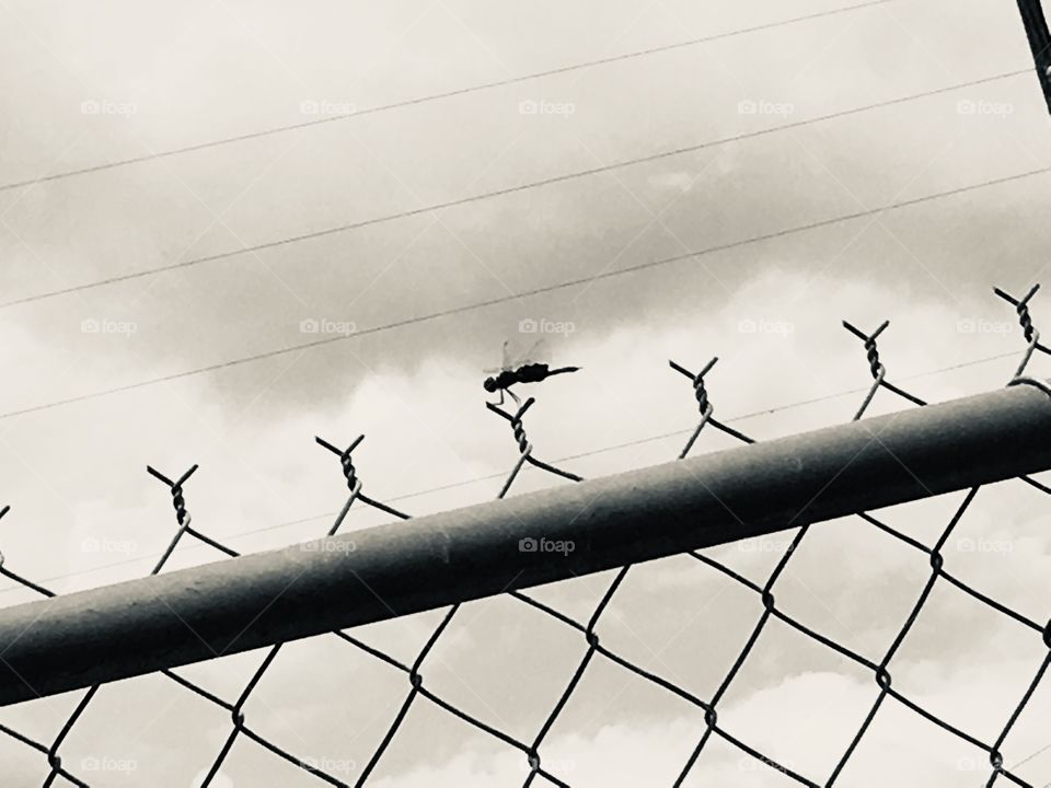 Horsefly sitting on a chain link fence in black and white 