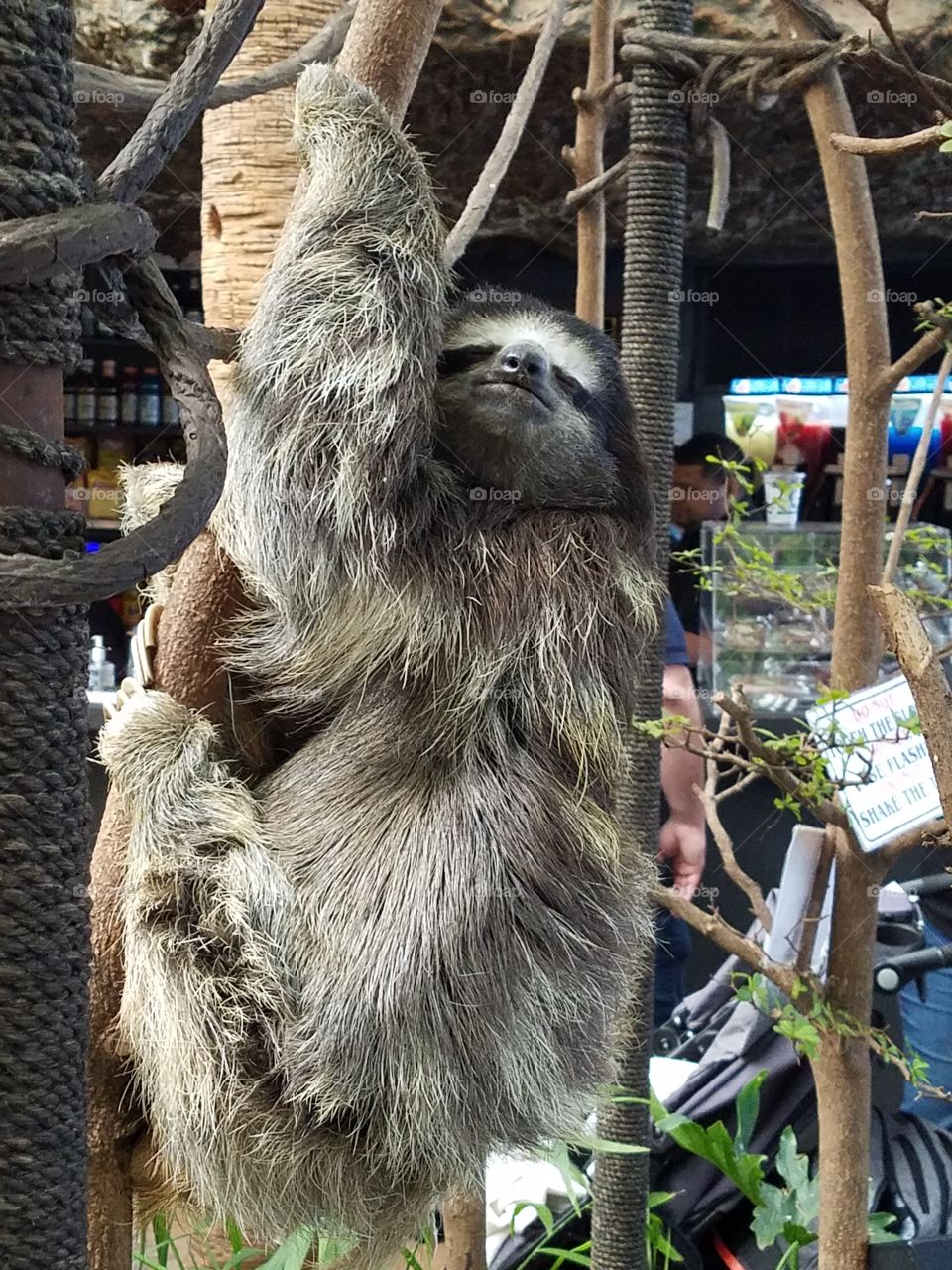 Sloth Dallas World Aquarium
