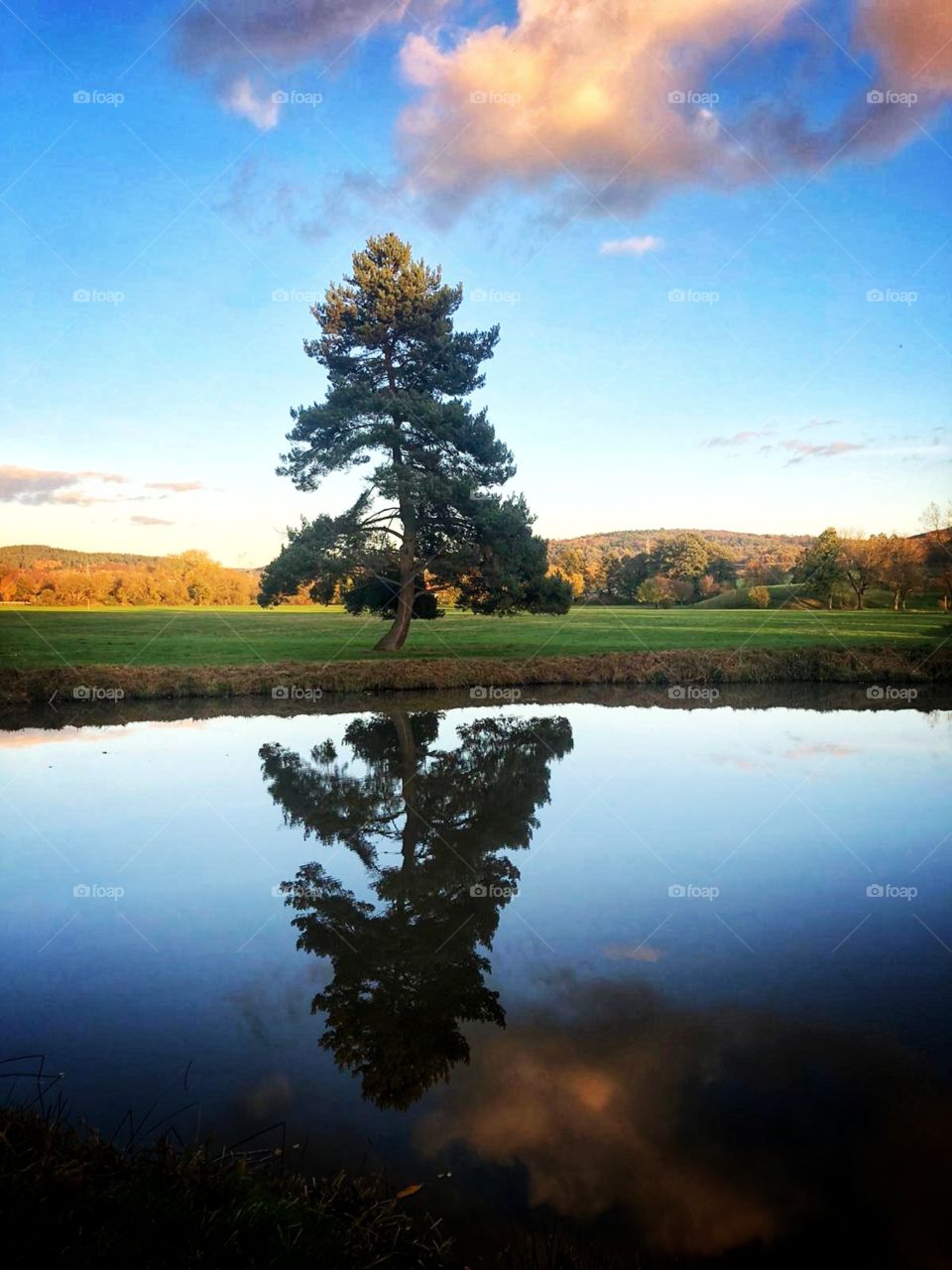 Big bonsai mirrored in sunny lake