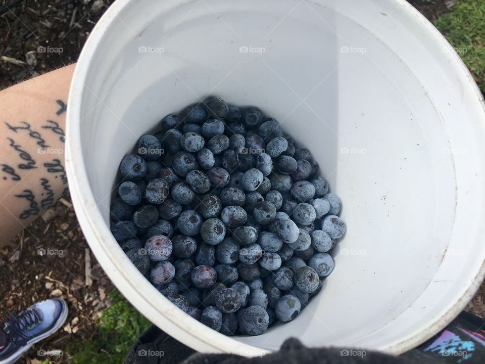 Bountiful harvest of blueberries this year 