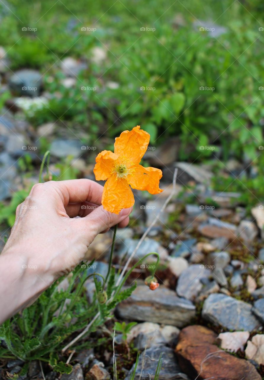 Mountain poppy in stones