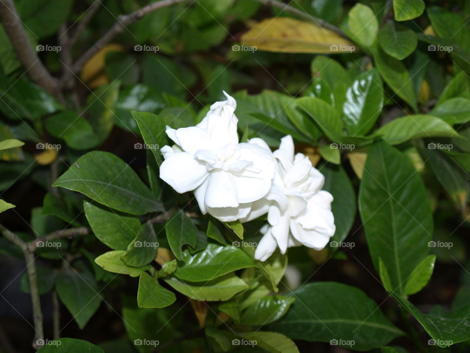 Gardenias