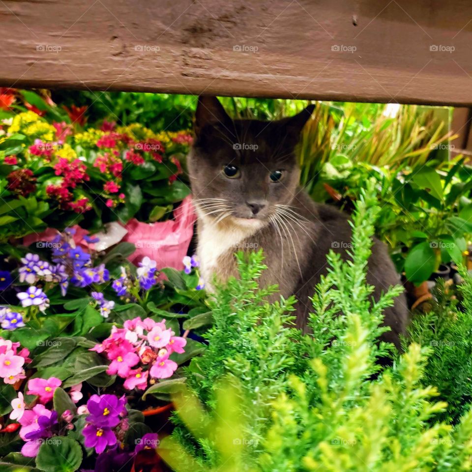garden cat