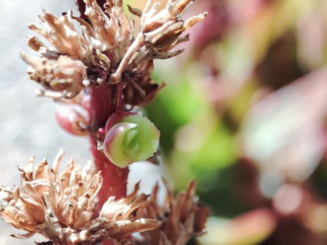 New life growing
