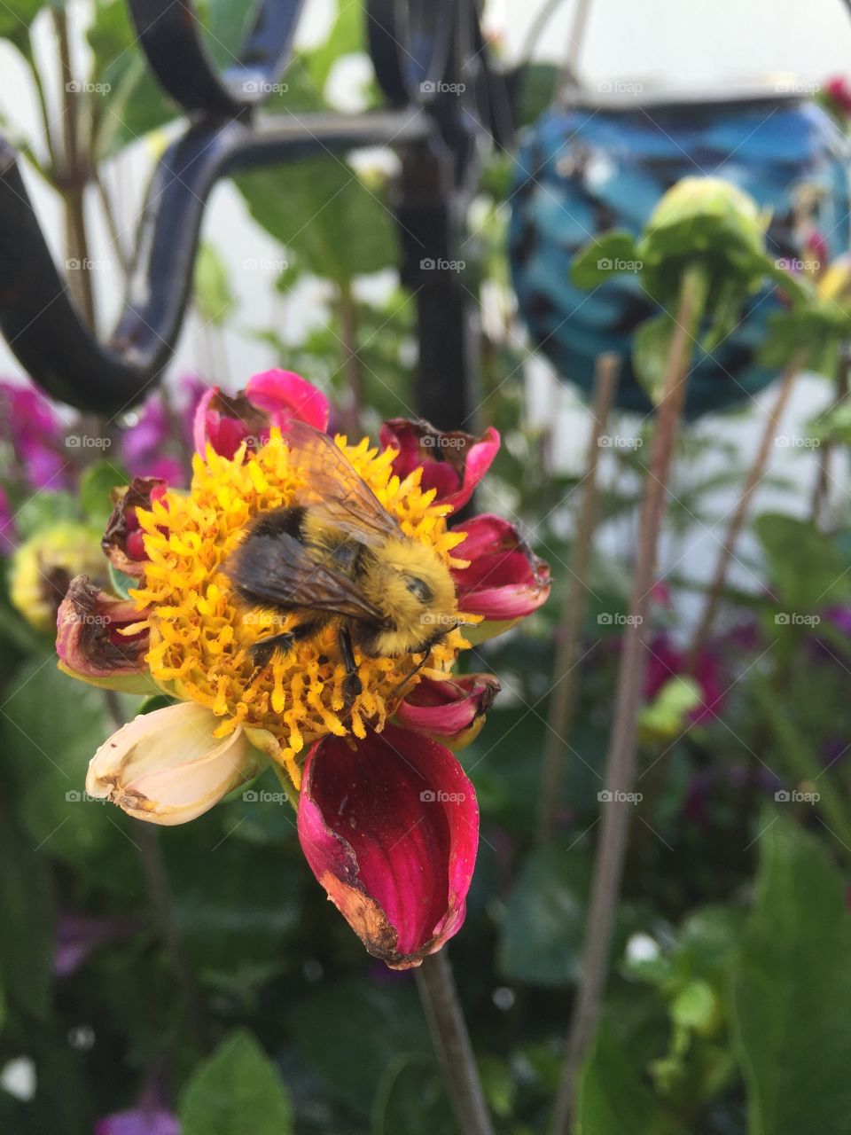 Wilting pink flower with curling tips and big honey bee enjoying it regardless. 