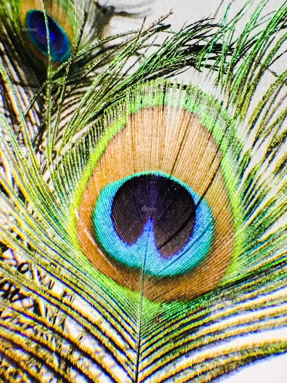 Peacock feather