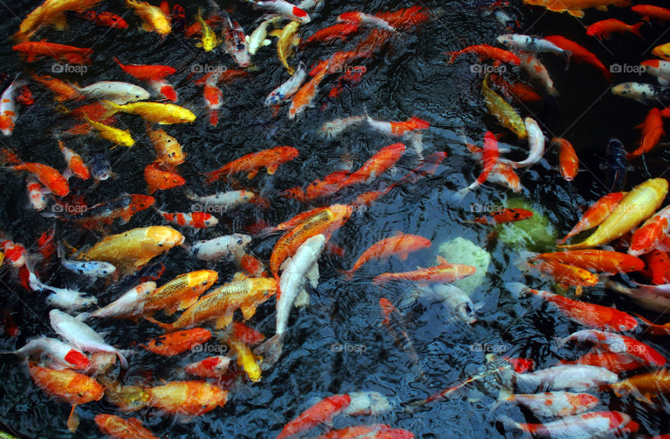orange pond water japanese by paullj