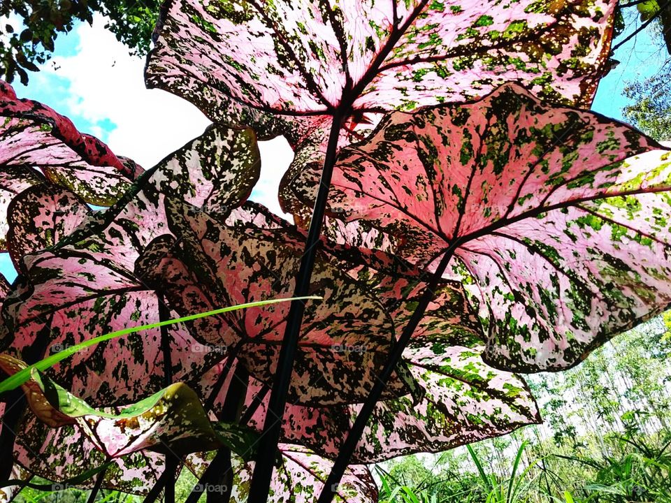 Tinhorão colorido e sarapintado contra o azul de um céu aberto.