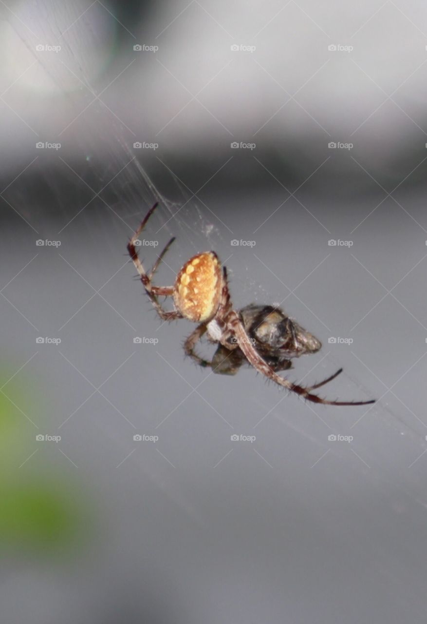 Spider wrapping up a bee