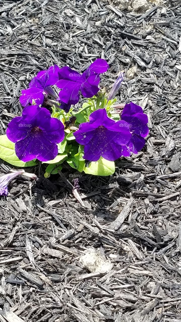 Purple flowers