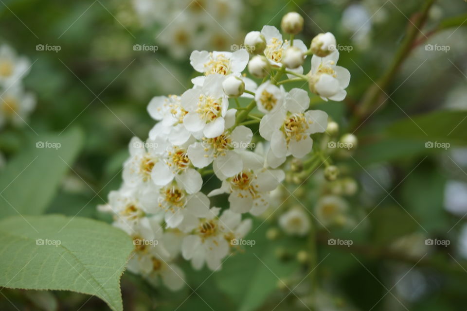 White flowers