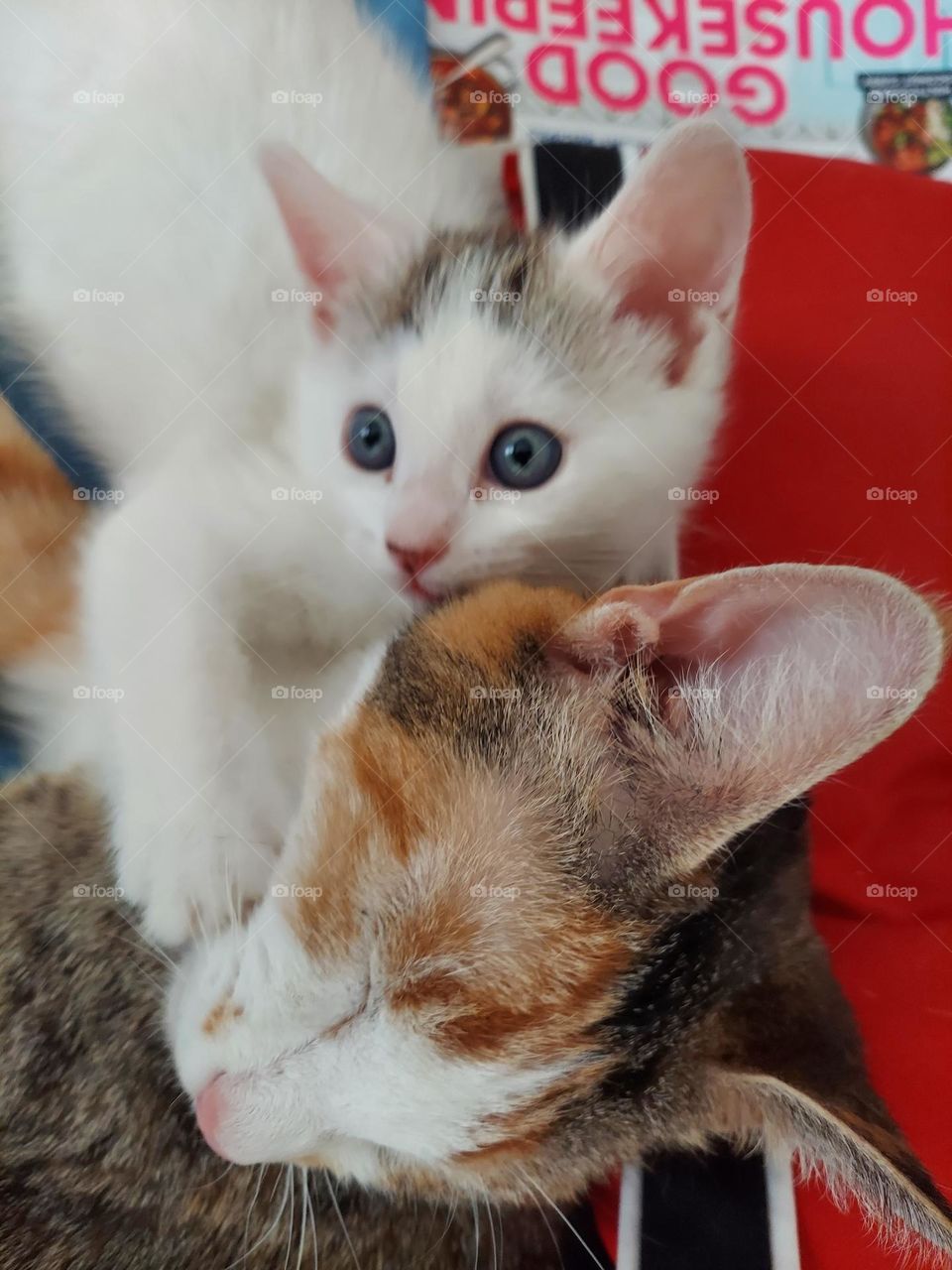 my cat got a new kitten.