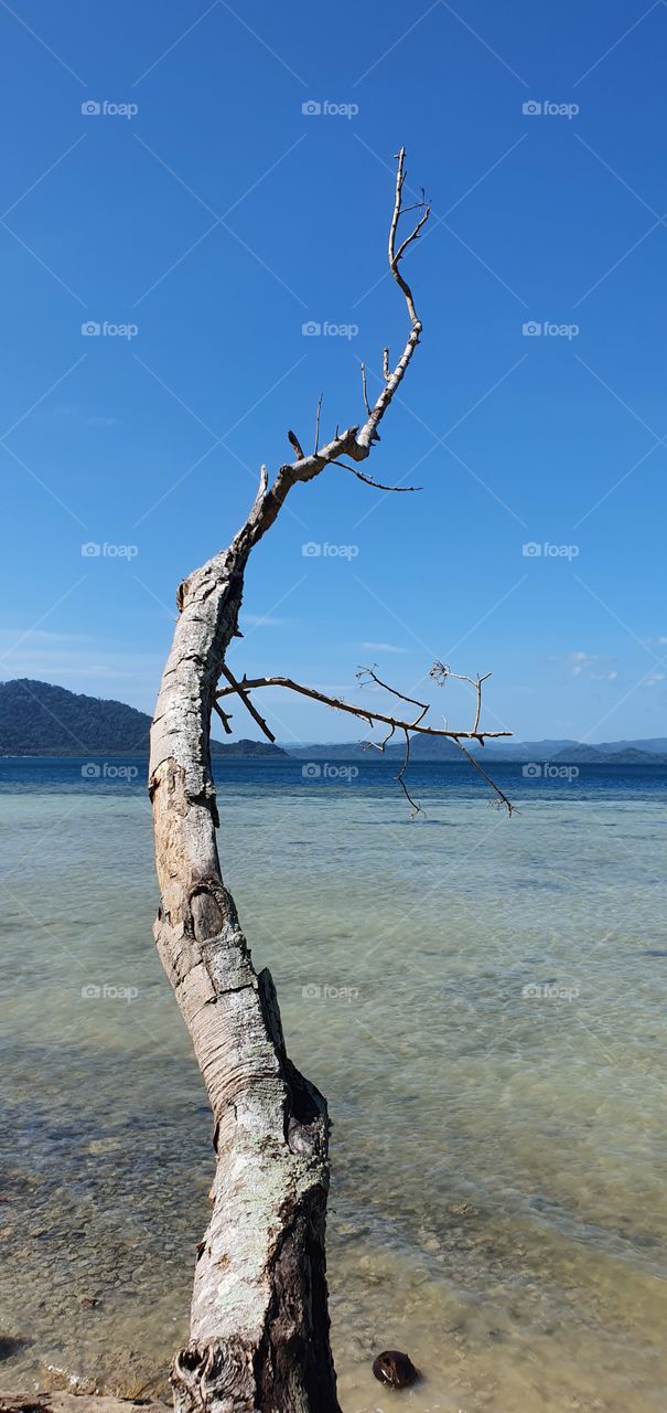 Dried trees along the beach