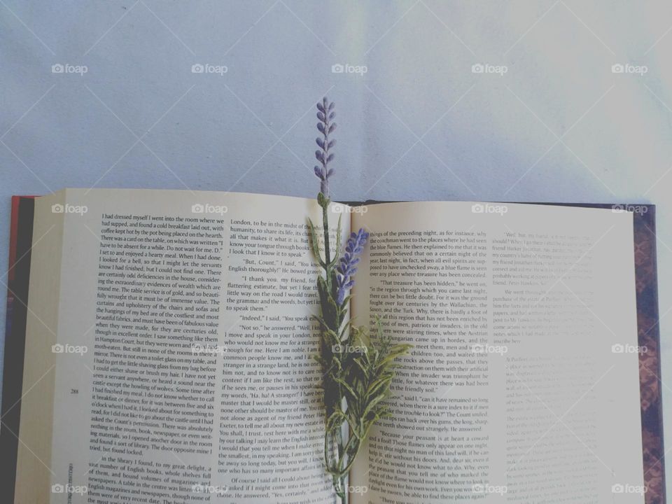 O livro aberto com lavandas