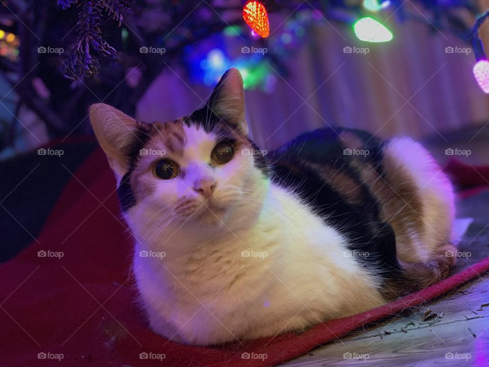 Calico kitty under the Christmas tree 