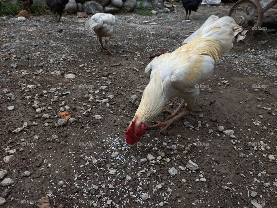 The white rooster is in the yard being fed