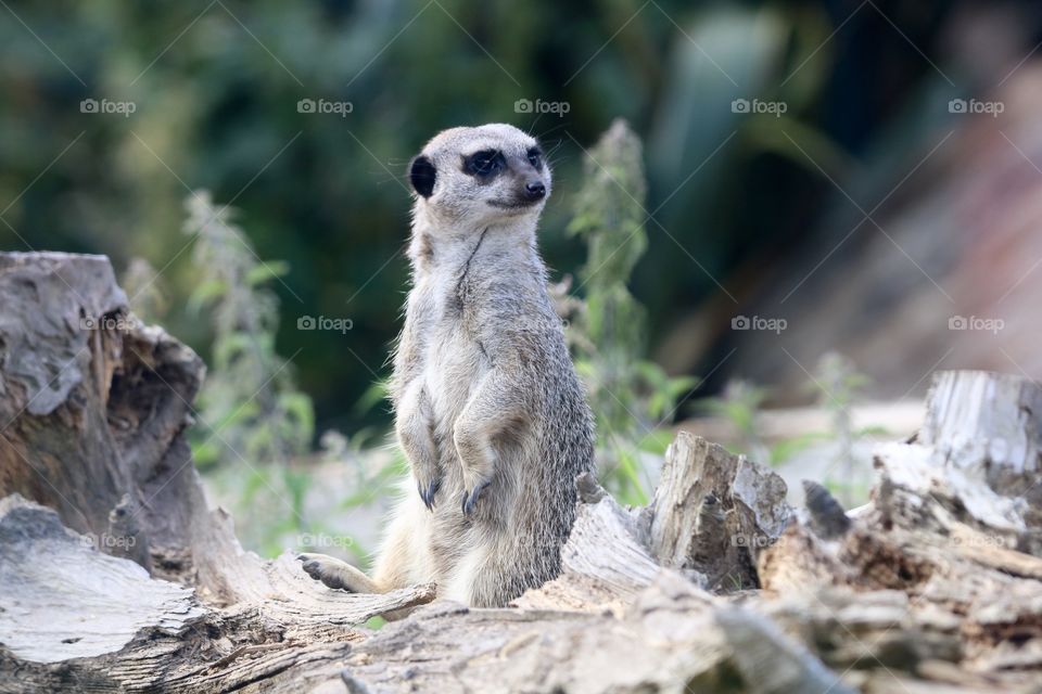 Meerkat 