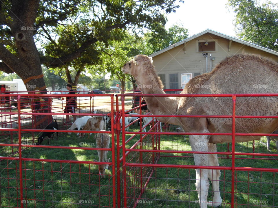 petting zoo. This was a featured attraction at the Oct festival 2015 in Graham Texas.