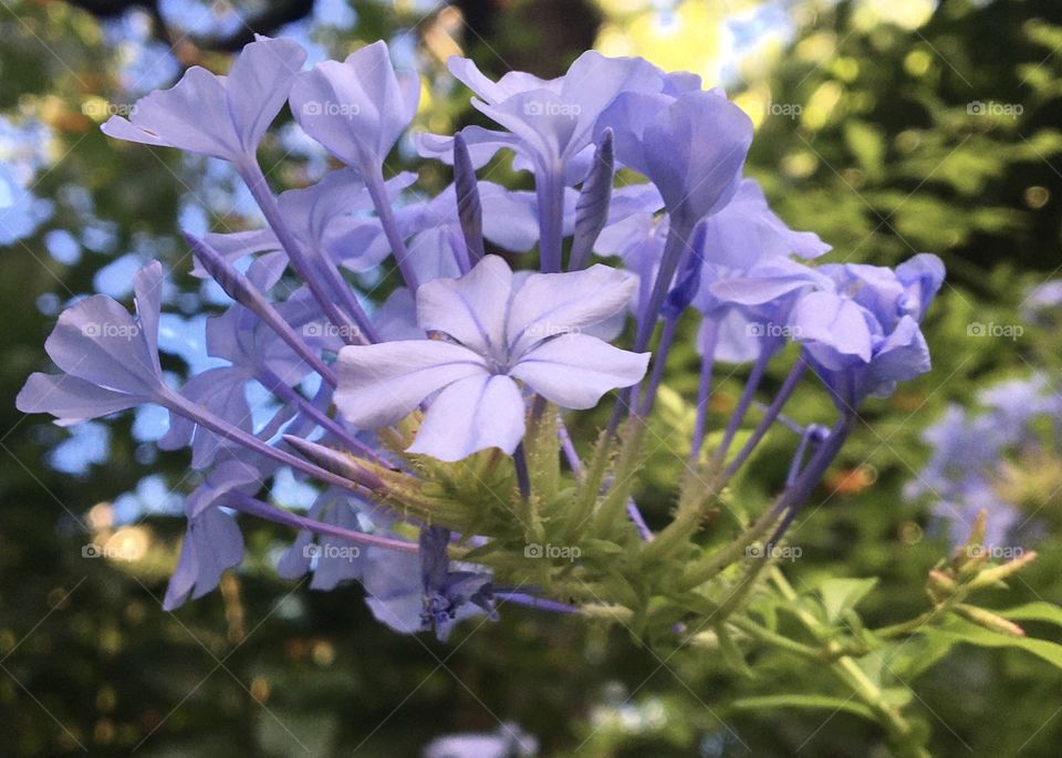 Plumbago blooming flowers in summertime 